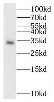 BST2 Antibody