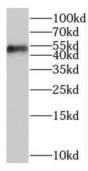 BZW1 Rabbit Polyclonal Antibody