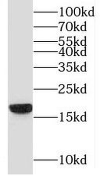 MYDGF Antibody