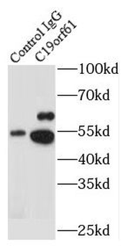 SMG9 Rabbit Polyclonal Antibody