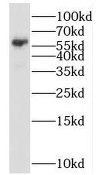 SMG9 Rabbit Polyclonal Antibody