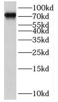 INAVA Rabbit Polyclonal Antibody