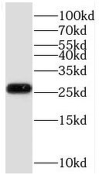 COA7 Rabbit Polyclonal Antibody