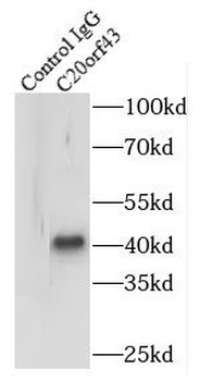 RTF2 Rabbit Polyclonal Antibody