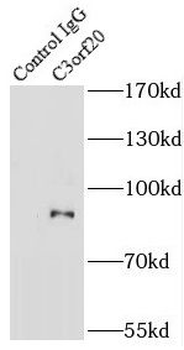 C3orf20 Rabbit Polyclonal Antibody
