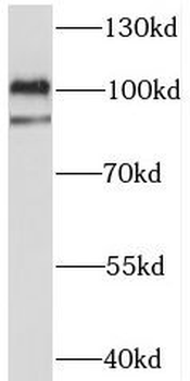 C3orf20 Rabbit Polyclonal Antibody