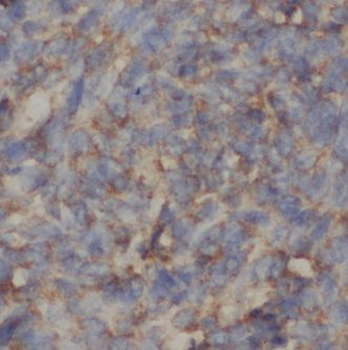 C4BPA Rabbit Polyclonal Antibody