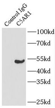 C5AR1 Antibody