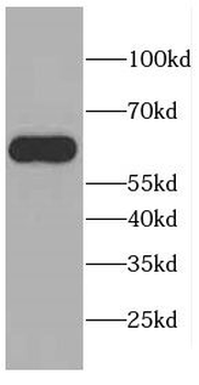 CEP57L1 Antibody