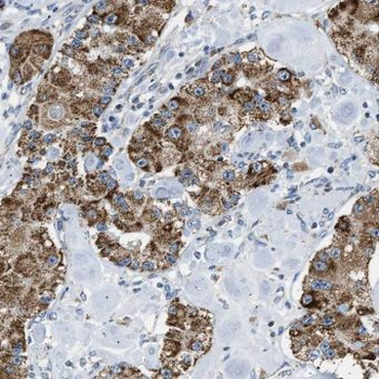 ERMARD Rabbit Polyclonal Antibody