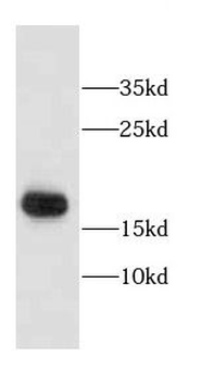 CALML3 Rabbit Polyclonal Antibody