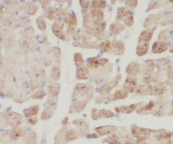 CNN1 Antibody