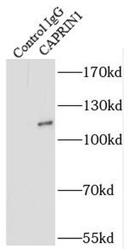 CAPRIN1 Rabbit Polyclonal Antibody