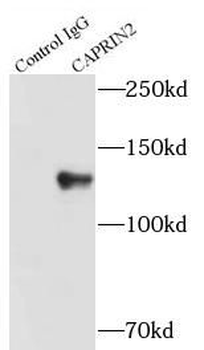 CAPRIN2 Antibody