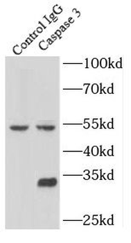 CASP3 Antibody