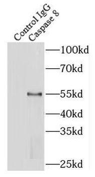 CASP8 Rabbit Polyclonal Antibody