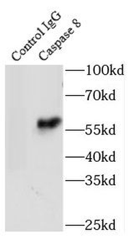 CASP8 Mouse Monoclonal Antibody