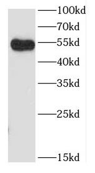 CCDC83 Rabbit Polyclonal Antibody