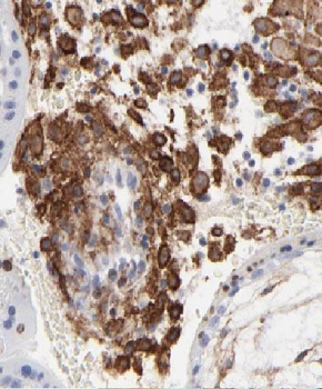 YJU2 Rabbit Polyclonal Antibody