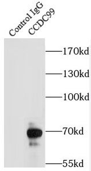 SPDL1 Rabbit Polyclonal Antibody