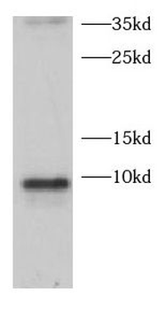 CCL28 Antibody