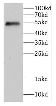 CCT2 Antibody
