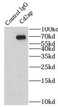 CD2AP Antibody