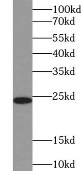 CD3D Antibody
