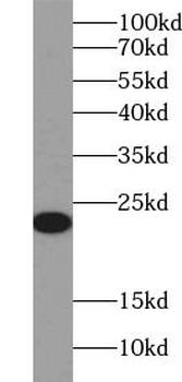 CD3E Antibody