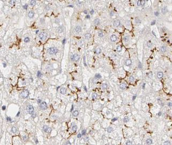 CD36 Antibody