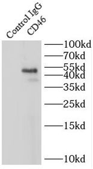 CD46 Antibody