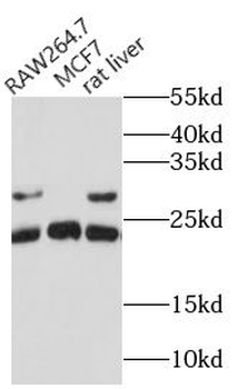 CD9 Antibody