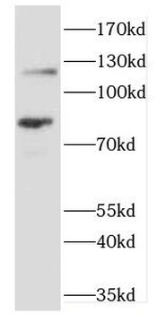 SLC3A2 Antibody