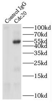 CDC20 Rabbit Polyclonal Antibody
