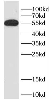 CDC20 Rabbit Polyclonal Antibody
