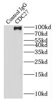 CDC27 Rabbit Polyclonal Antibody