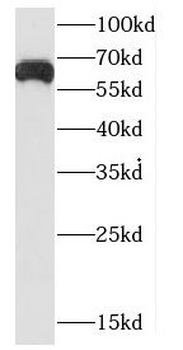 CDK19 Rabbit Polyclonal Antibody
