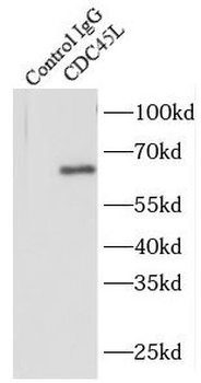 CDC45 Rabbit Polyclonal Antibody