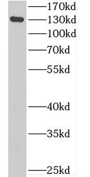 CDCP1 Antibody