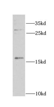 CEBPG Antibody