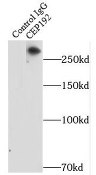CEP192 Rabbit Polyclonal Antibody
