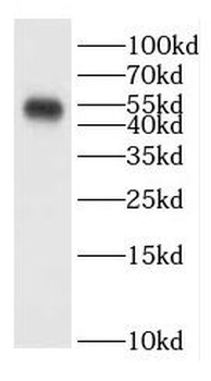 CEP55 Rabbit Polyclonal Antibody