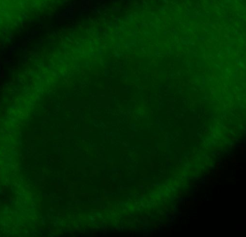 CEPT1 Rabbit Polyclonal Antibody