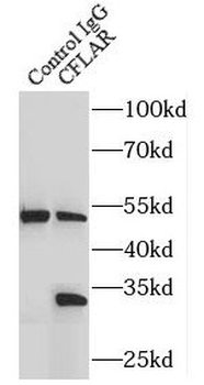 CFLAR Rabbit Polyclonal Antibody