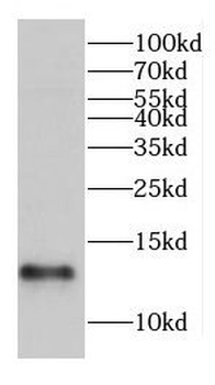 CHCHD1 Rabbit Polyclonal Antibody