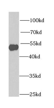 CHIA Rabbit Polyclonal Antibody