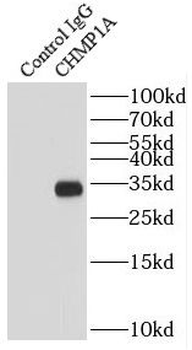 CHMP1A Rabbit Polyclonal Antibody