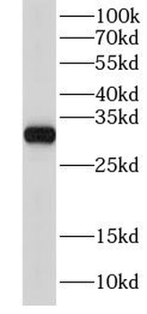 CHMP2A Rabbit Polyclonal Antibody