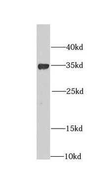 CHMP4B Rabbit Polyclonal Antibody