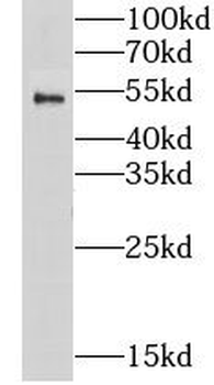 CHRNA1 Antibody